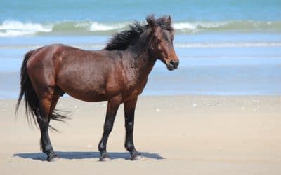 J’adore les chevaux