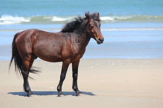 J’adore les chevaux